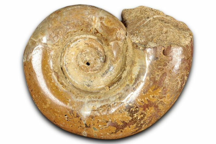Jurassic Ammonite (Hemilytoceras) Fossil - Madagascar #349158